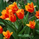 tulipny, kvety