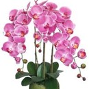 orchidea, kvety