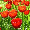 tulipán, kvet