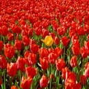 tulipány, kvety